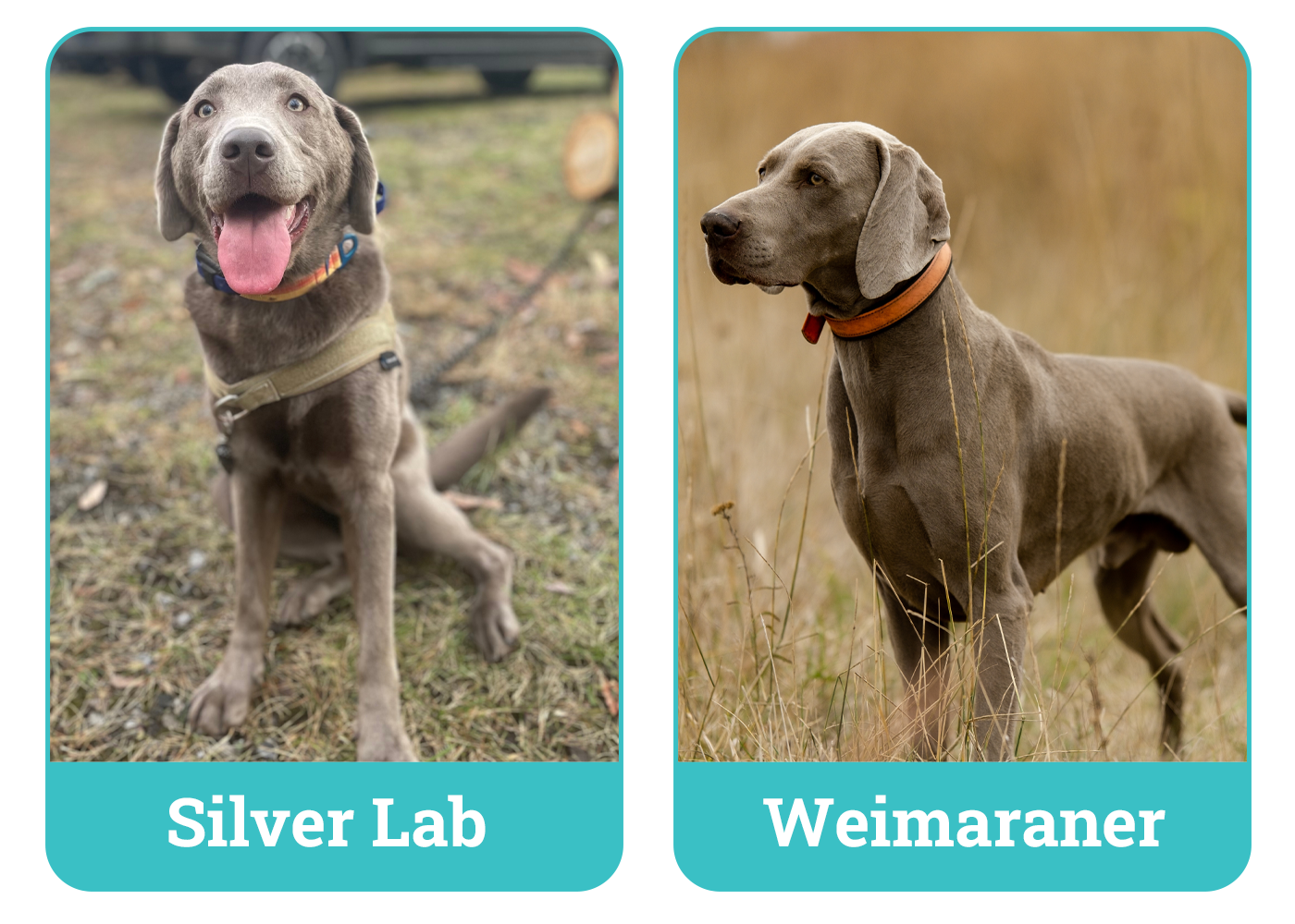 Silver Lab vs. Weimaraner