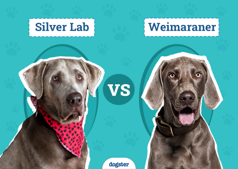 Silver Lab vs. Weimaraner