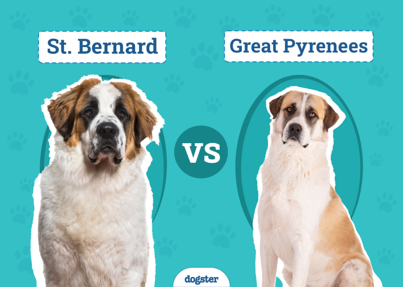 St. Bernard vs. Great Pyrenees