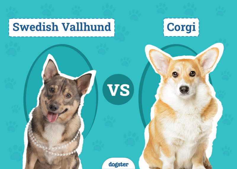 Swedish Vallhund vs Corgi