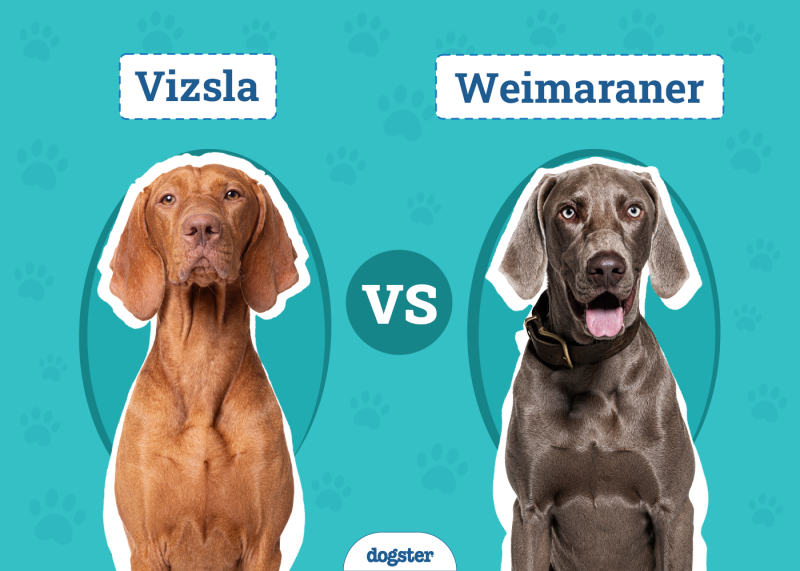 Vizsla vs Weimaraner