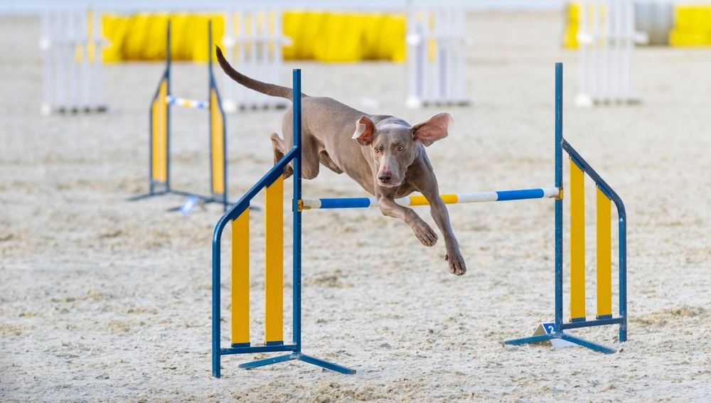 Weimaraner dog in an agility course