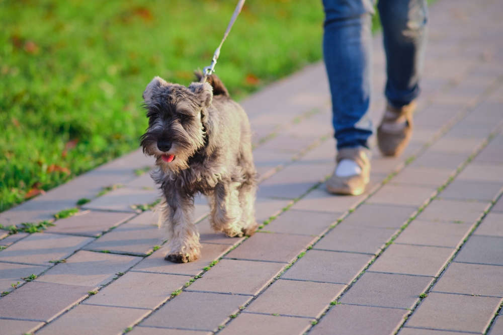 Woman taking Miniature Schnauzer for a walk