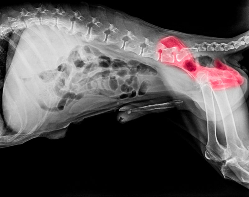 X-ray-film-of-dog-lateral-view-with-red-highlight-in-hip-bone-pain-area-or-hip-dysplasia-dog