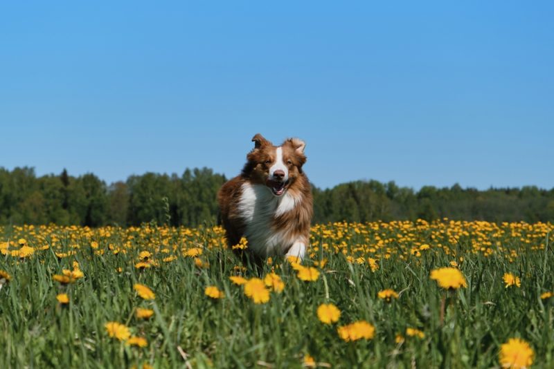 australian shepherd running in the field