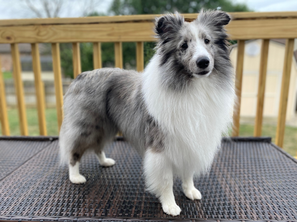 bi-blue sheltie outdoors