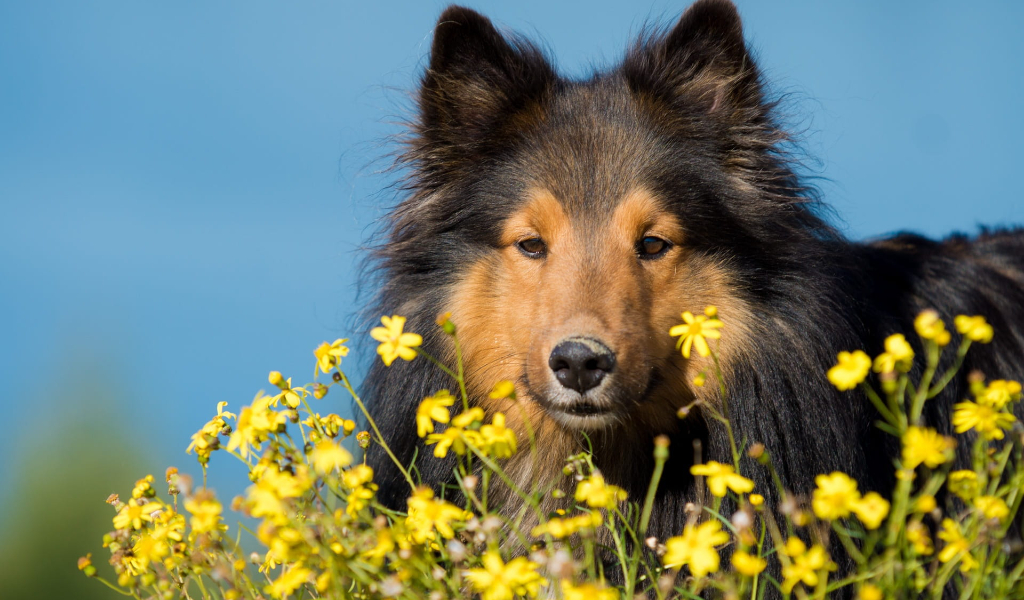 black and tan sheltie in a field of flowers