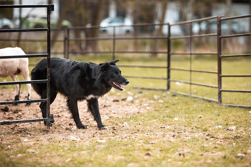 Black australian shepherd herding sheep