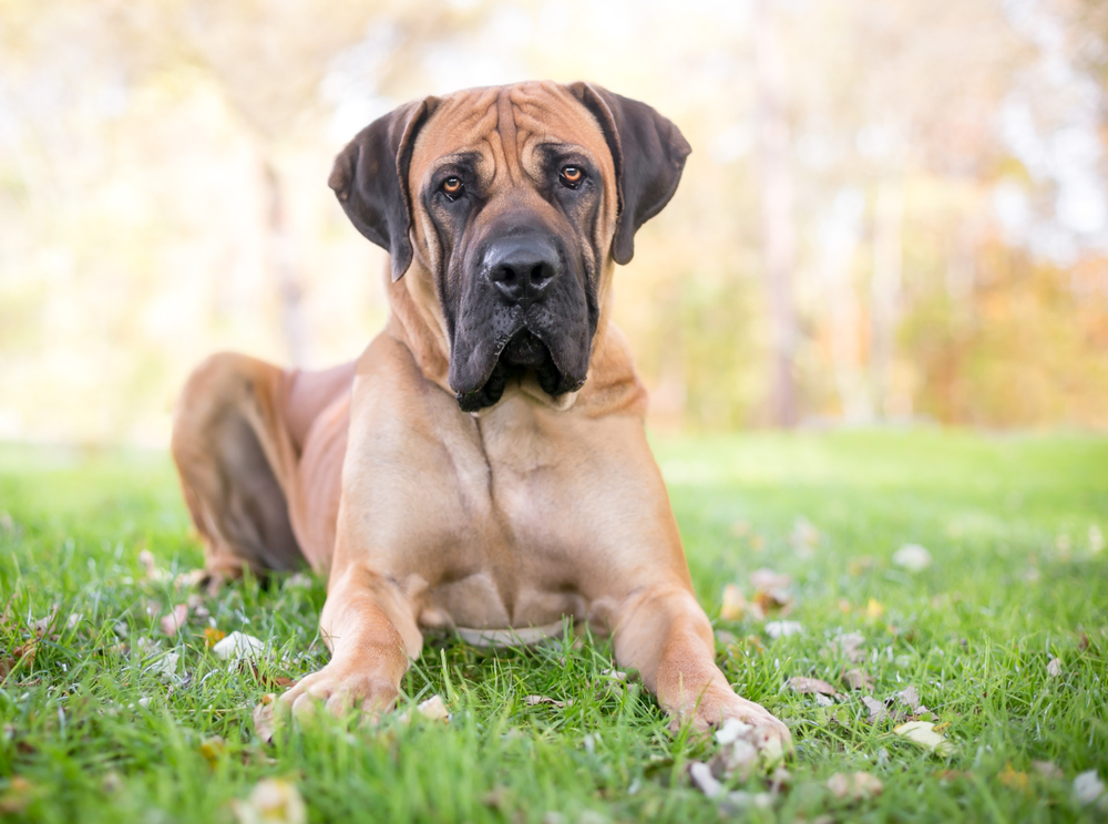 boerboel dog laying on grass