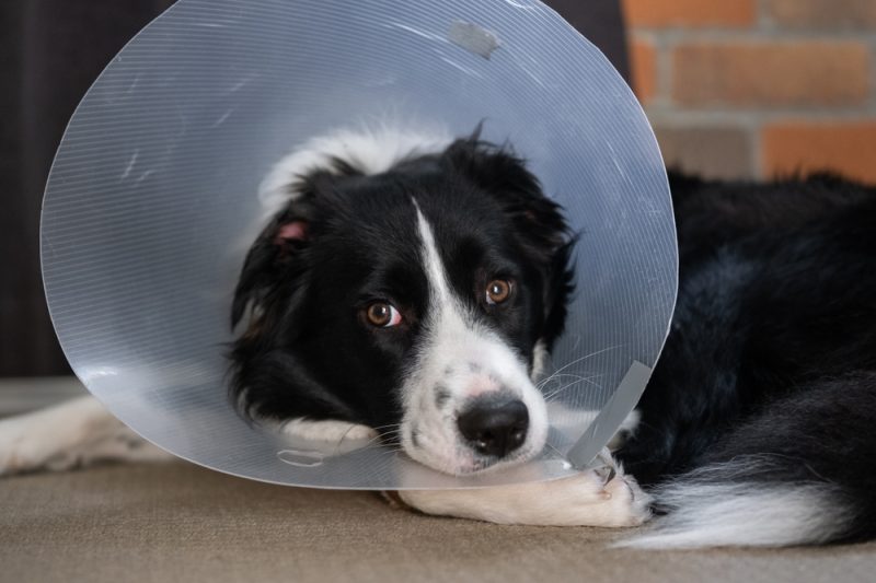 border-collie-wearing-elizabethan-collar-cone