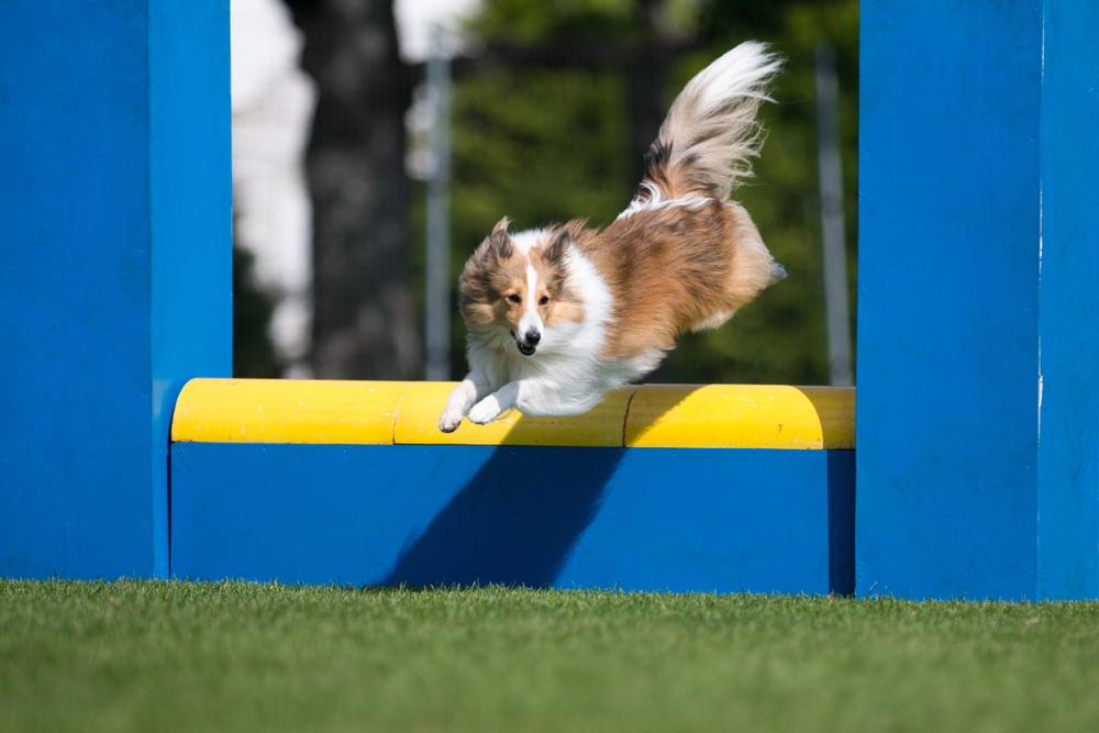 brindle sable sheltie on a show