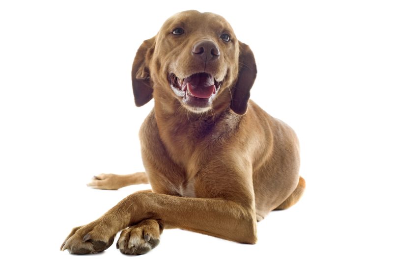 brown dog with front paws crossed