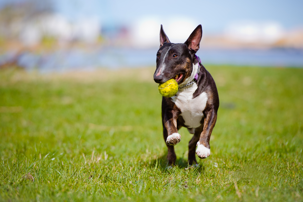 bull terrier playing with a ball outside