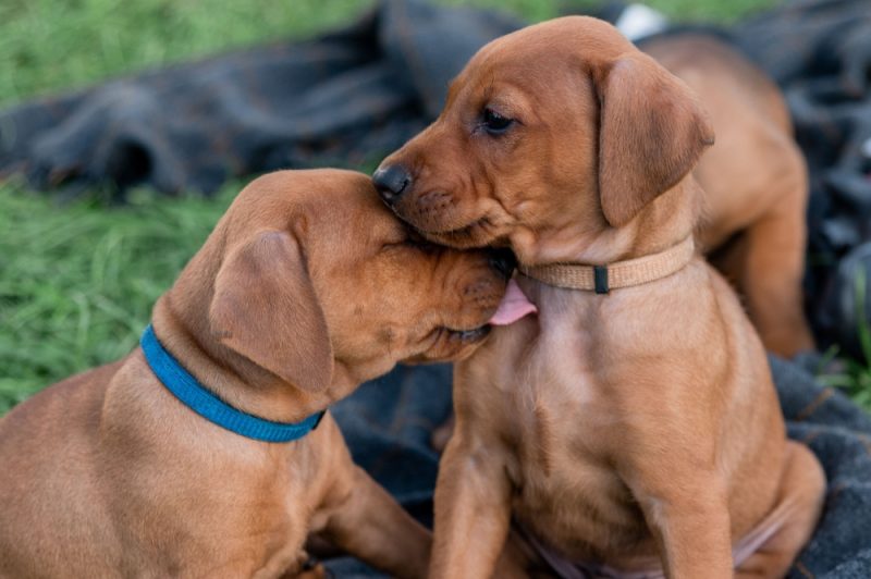 closeup of two Rhodesian Ridgeback puppies licking each other