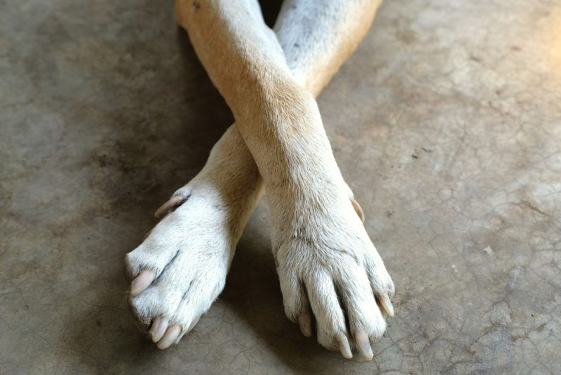 crossed front paw of a senior dog