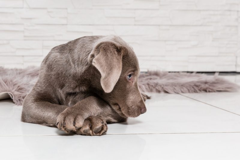 cute labrador puppy resting its head on crossed front paws