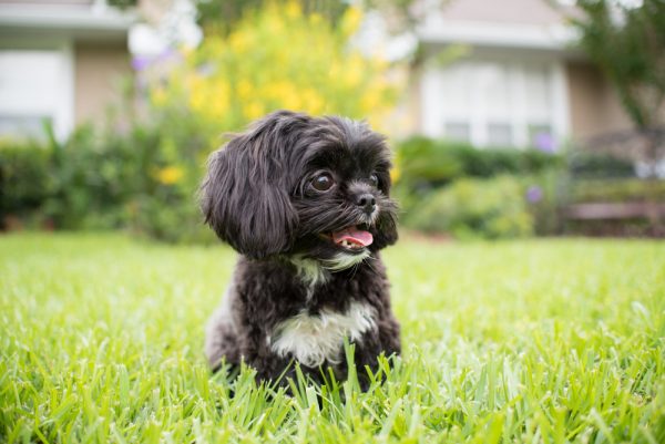 imperial shih tzu sitting on grass