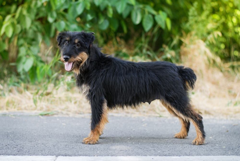 jagdterrier dog standing outdoors