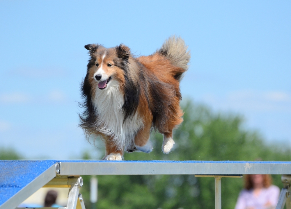 mahogany tri-color sheltie on a show