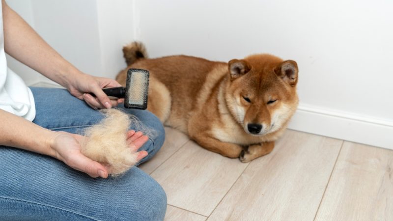 owner-with-shiba-inu-and-brush-and-a-ball-of-hair