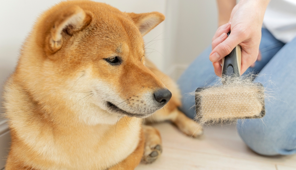 owner-with-shiba-inu-and-brush-full-of-hair