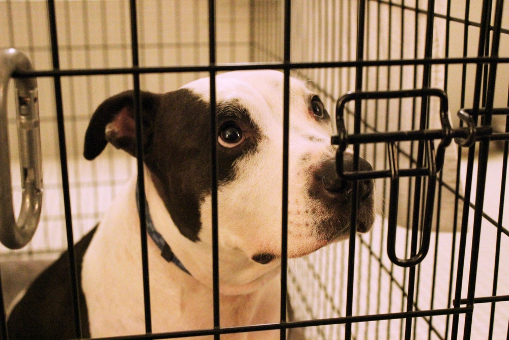 pitbull terrier in a crate