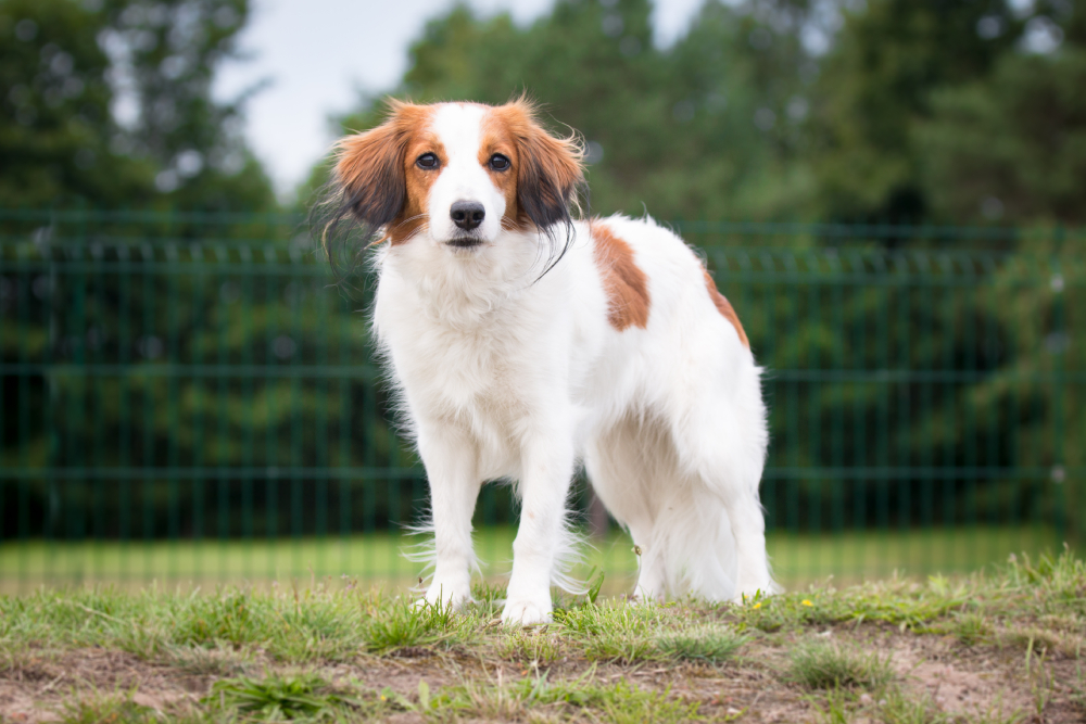 sable white Nederlandse Kooikerhondje dog standing on the grass