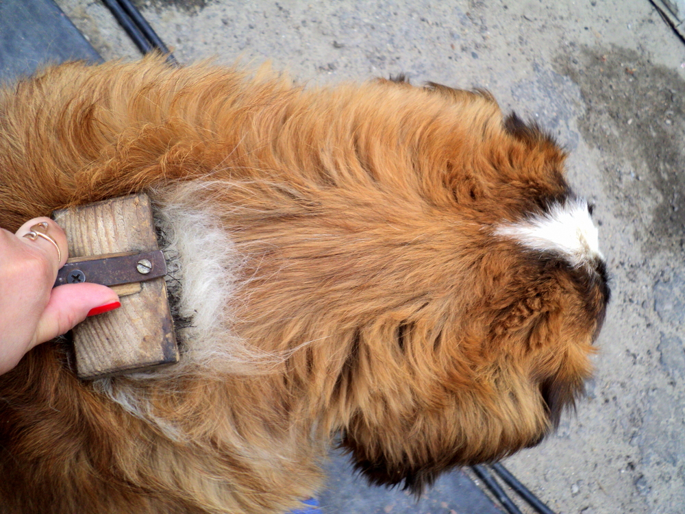saint bernard being brushed