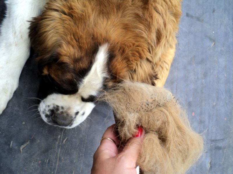 shedded hair of a saint bernard dog