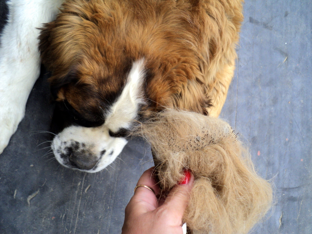 shedded hair of a saint bernard dog