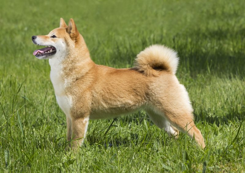shiba inu dog standing on grass