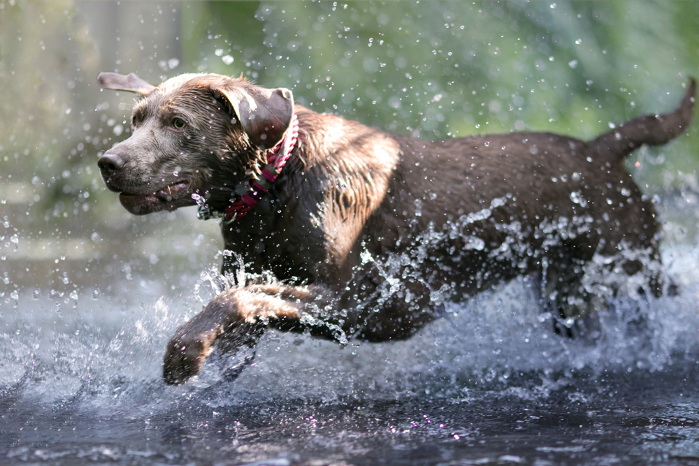 silver lab dog running in the water