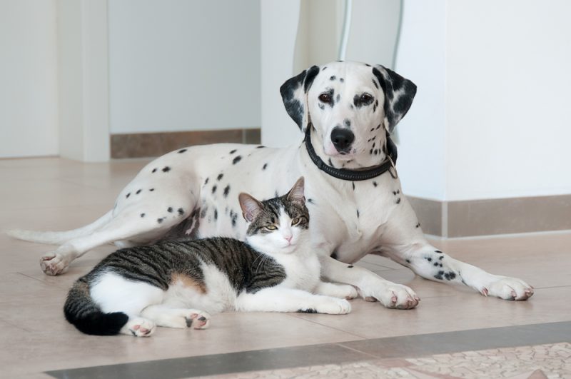 tabby cat laying with dalmatian