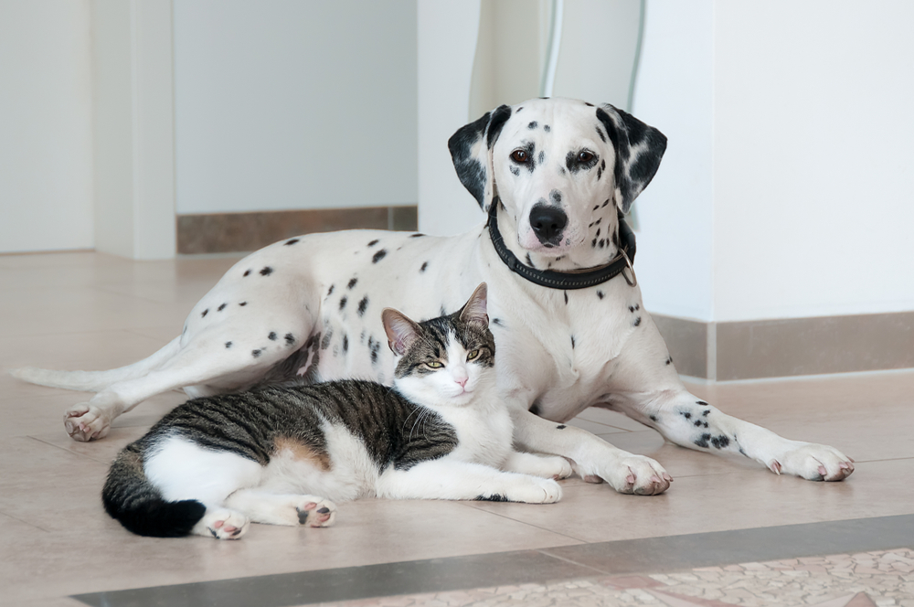 tabby-cat-laying-with-dalmatian