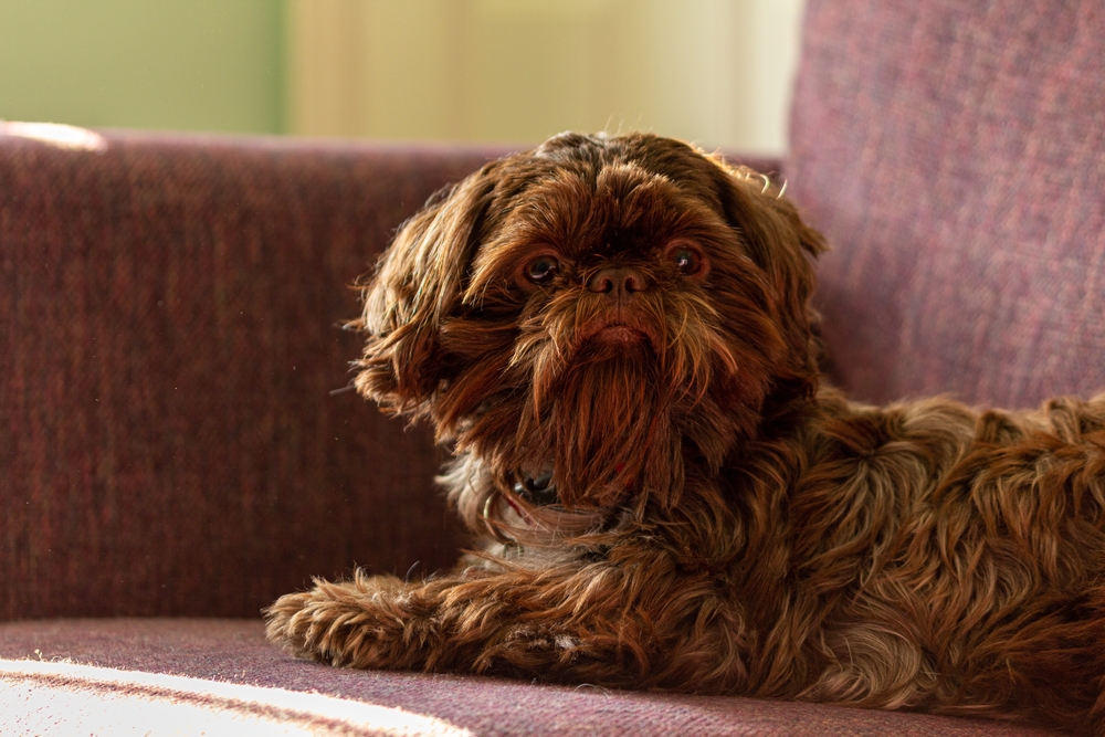 teacup shih tzu dog lying on the couch