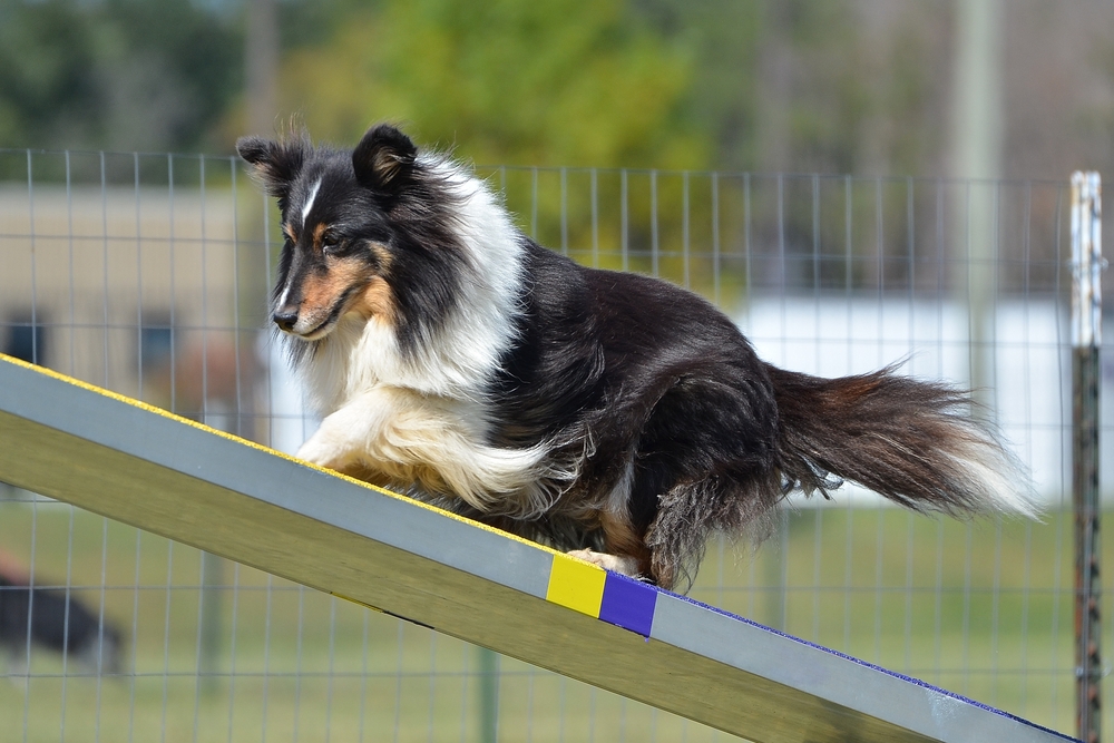 tricolor sheltie on a show