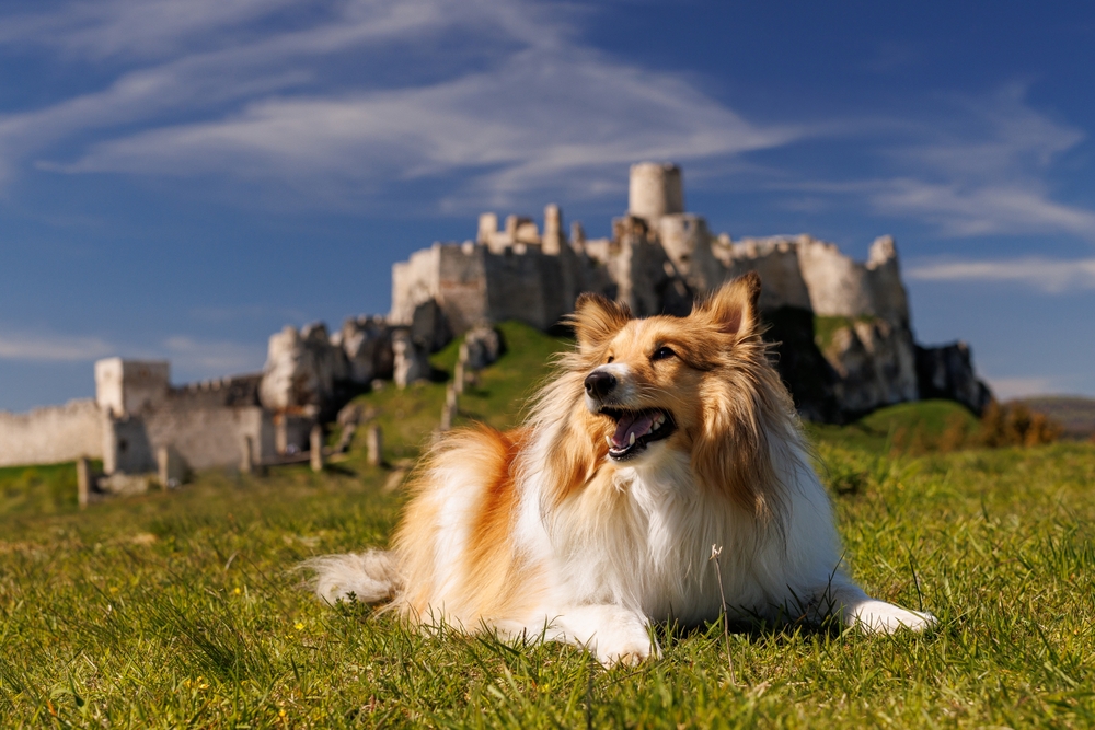 white and tan sheltie lying on grass