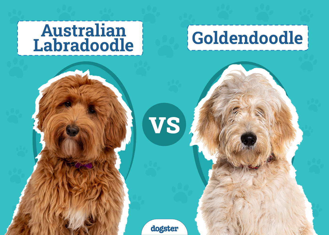 Australian Labradoodle vs Goldendoodle