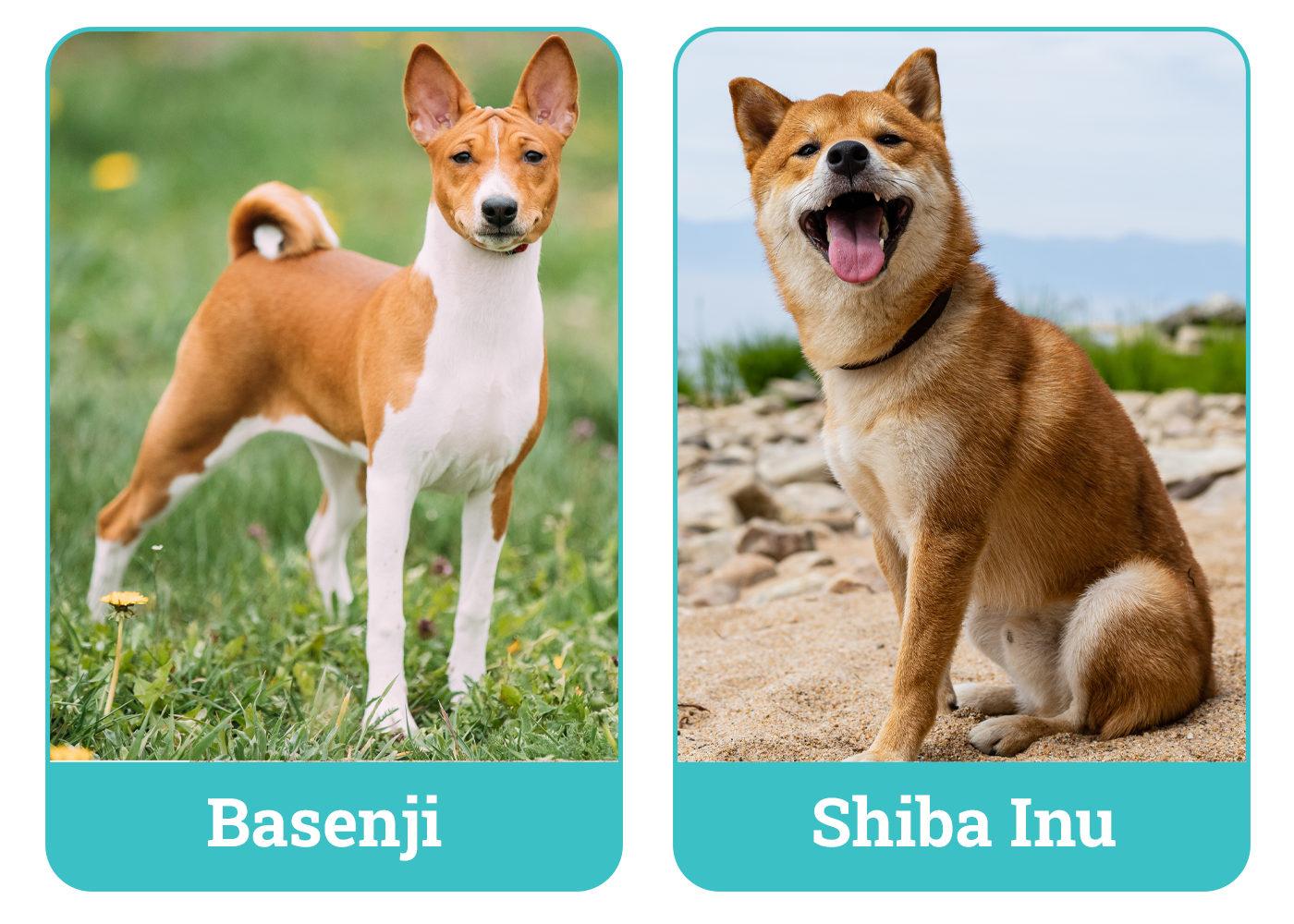Basenji vs. Shiba Inu