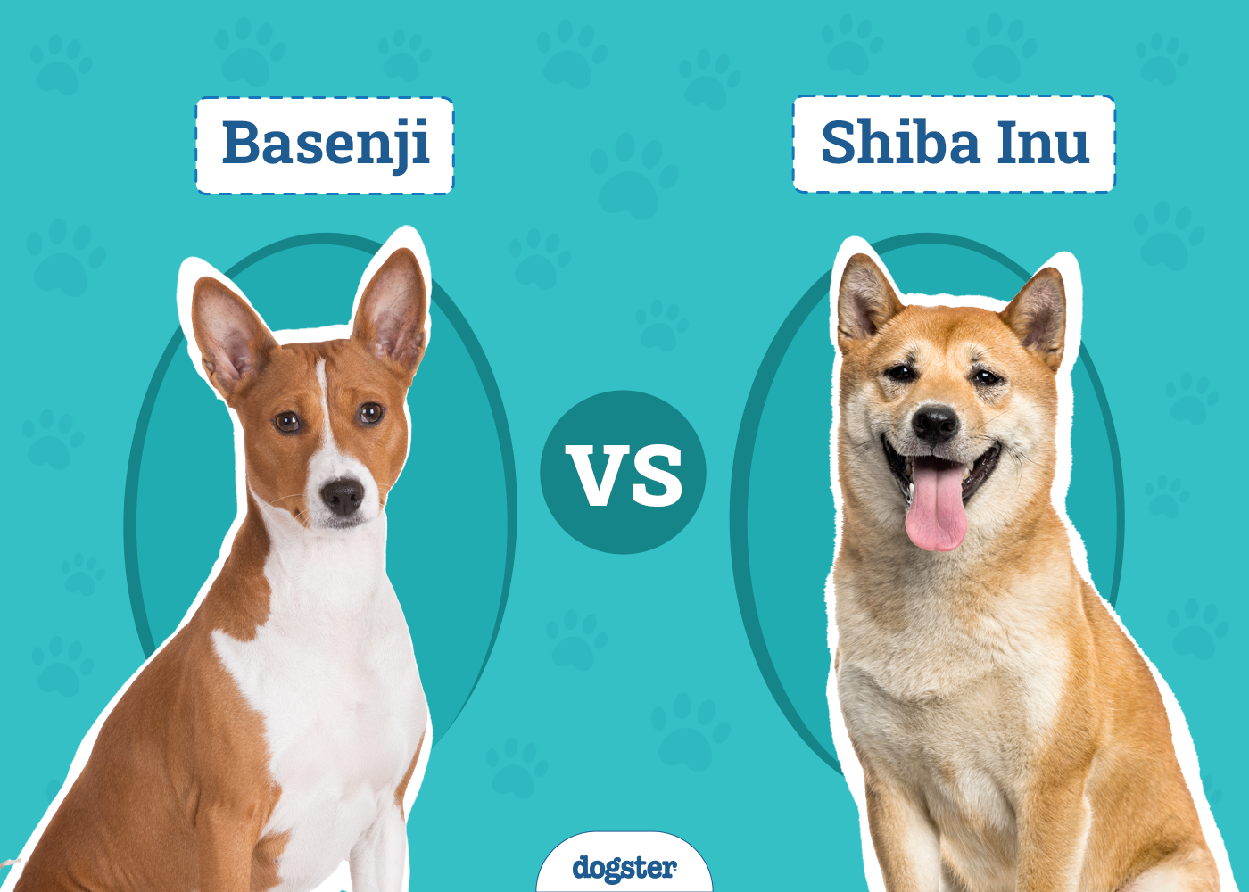 Basenji vs. Shiba Inu
