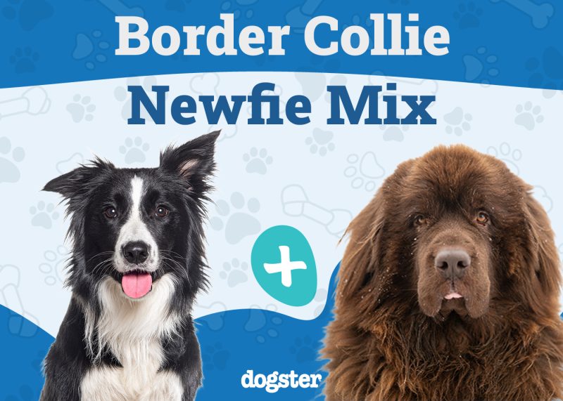 Border Newfie - Border Collie Newfoundland Mix