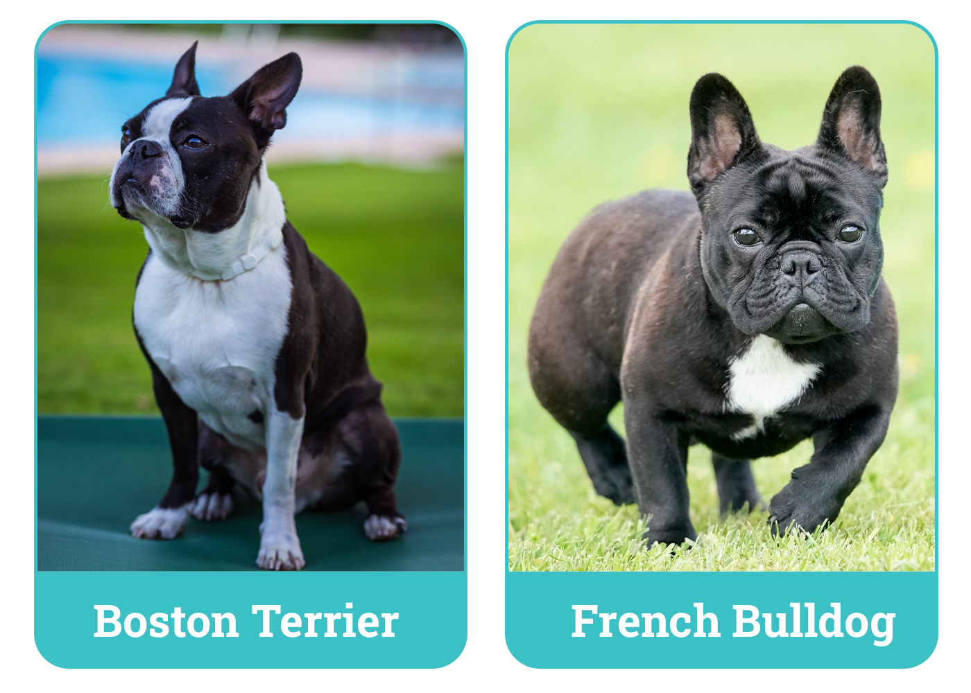 Boston Terrier vs. French Bulldog