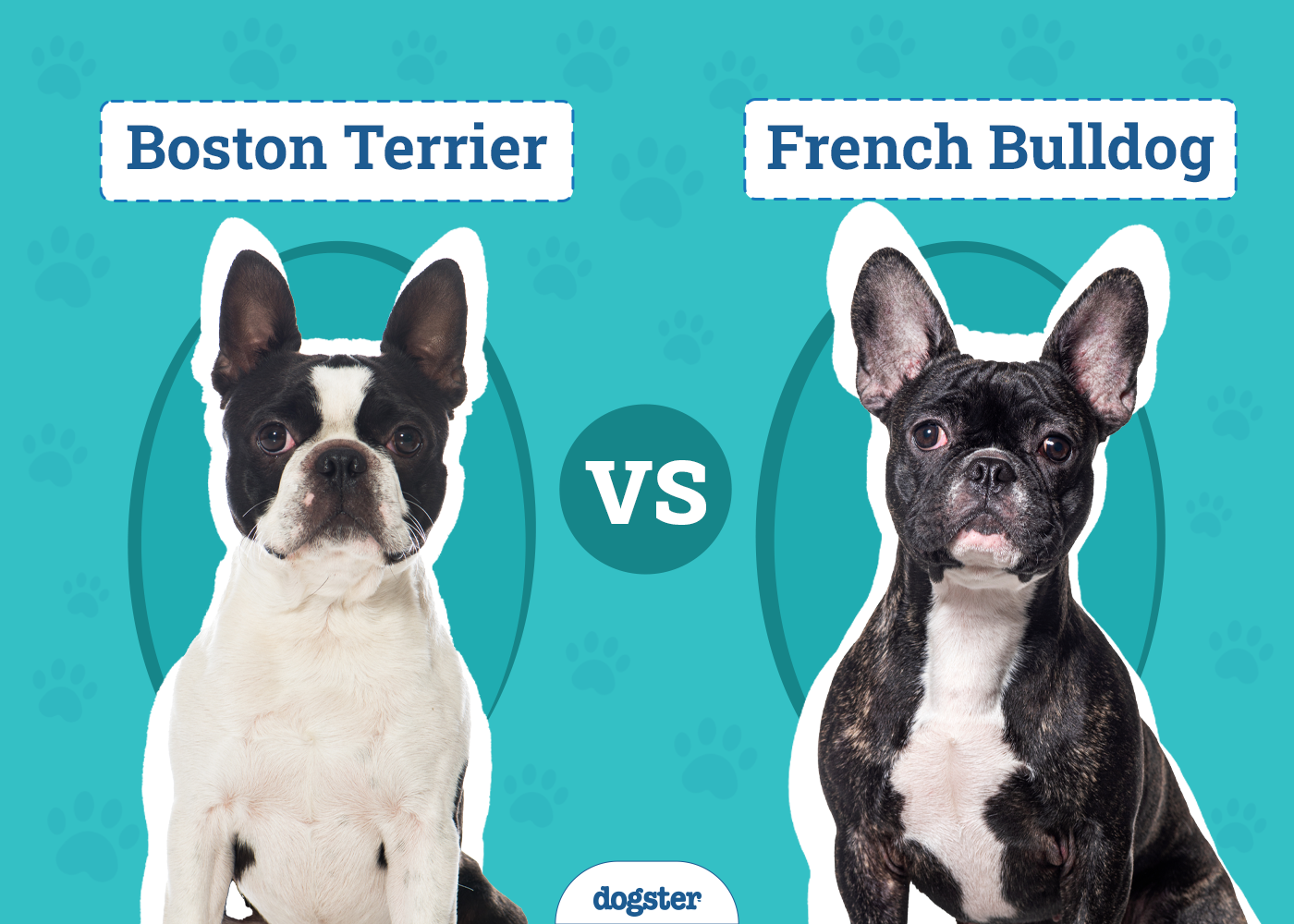 Boston Terrier vs. French Bulldog