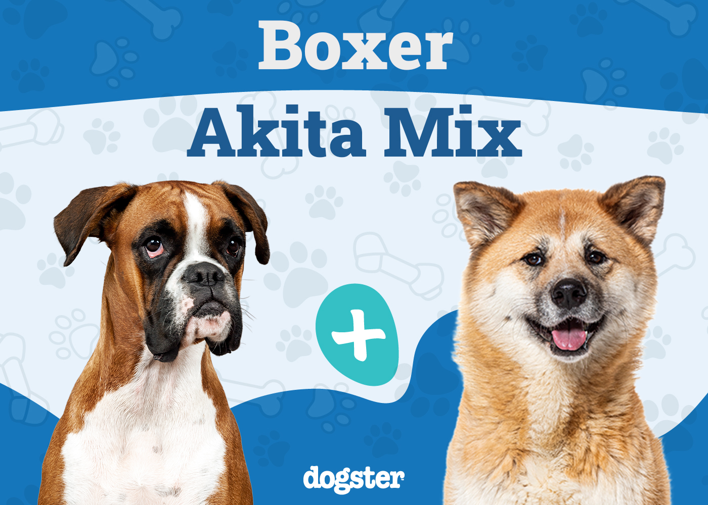 Boxer Akita Mix