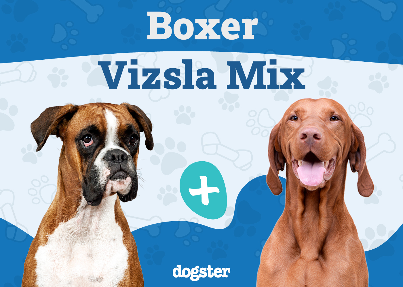Boxer Vizsla Mix