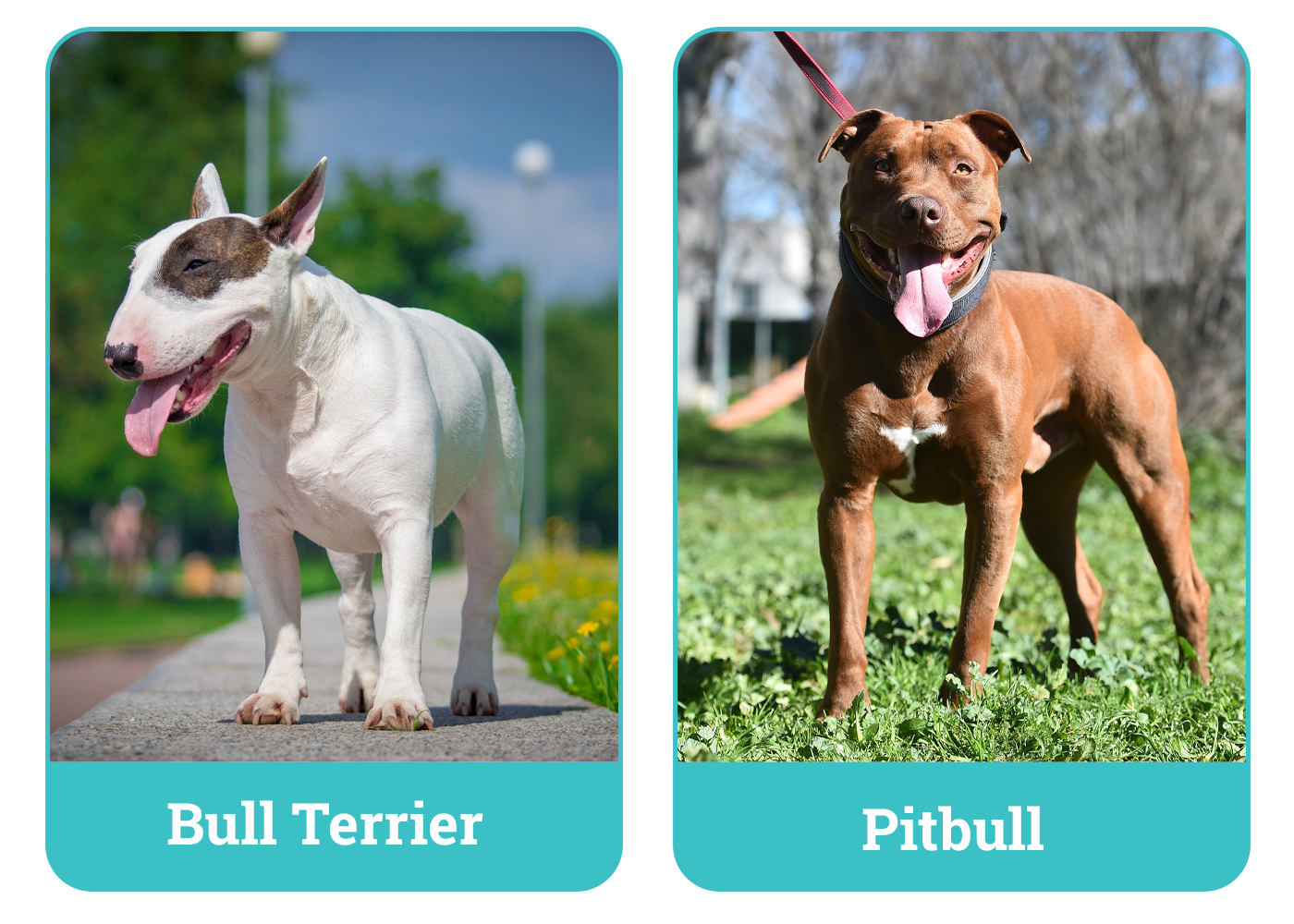 Bull Terrier vs Pitbull