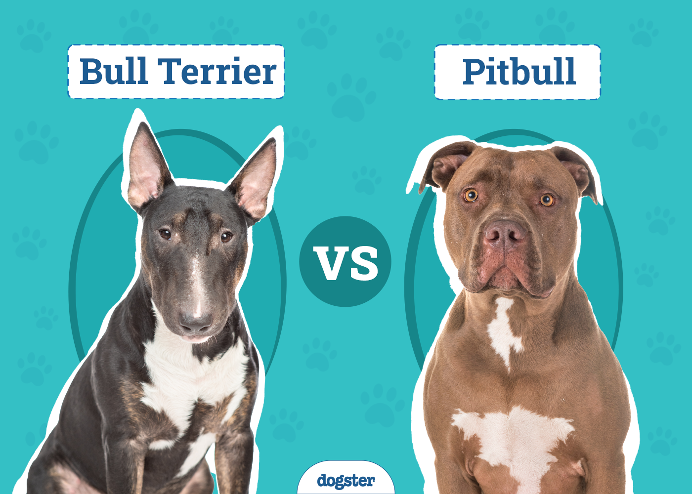 Bull Terrier vs Pitbull