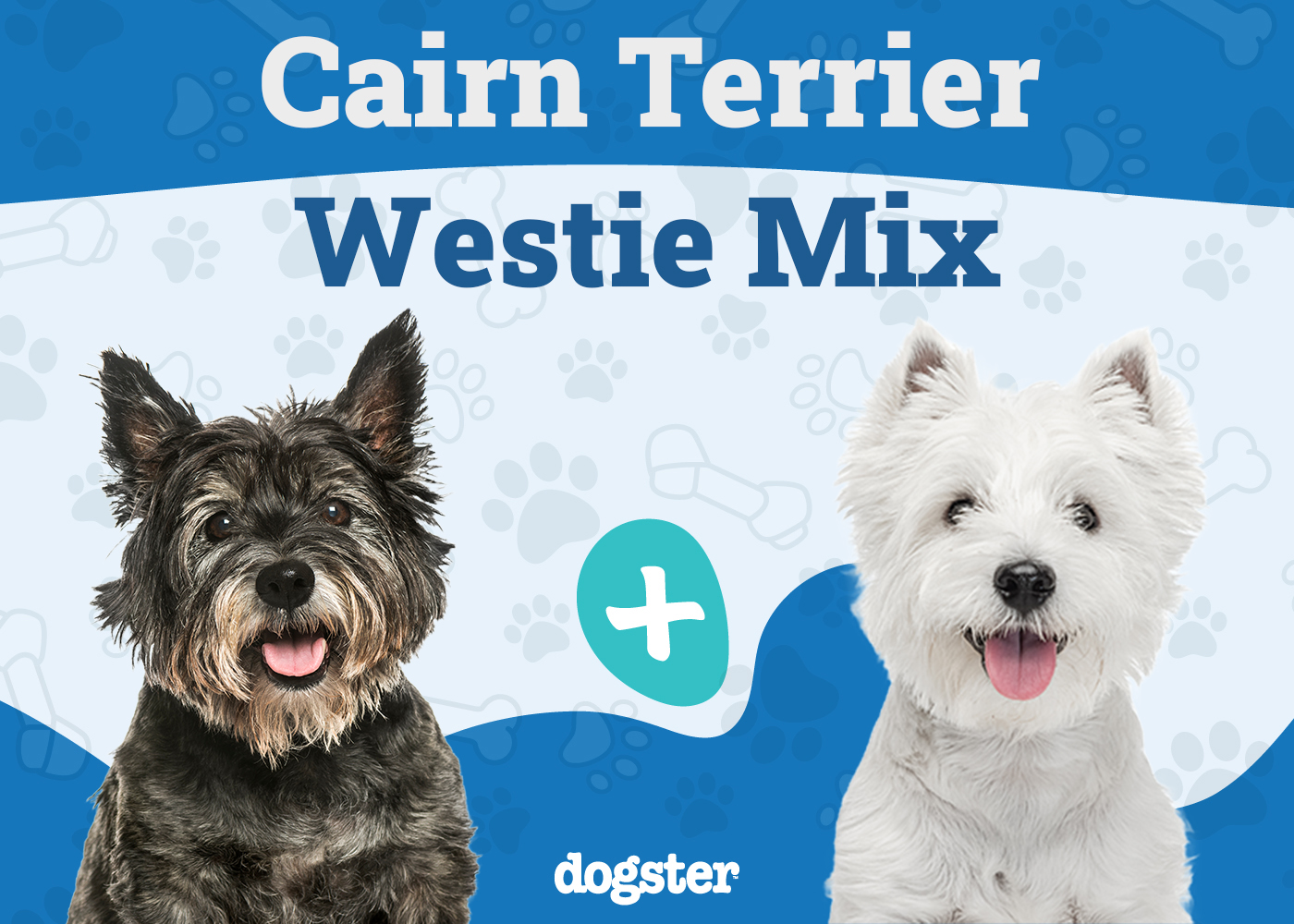 Cairland Terrier - Cairn Terrier Westie Mix