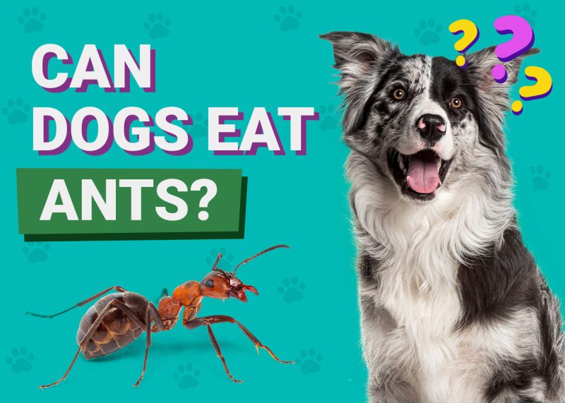 Can Dogs Eat_Ants