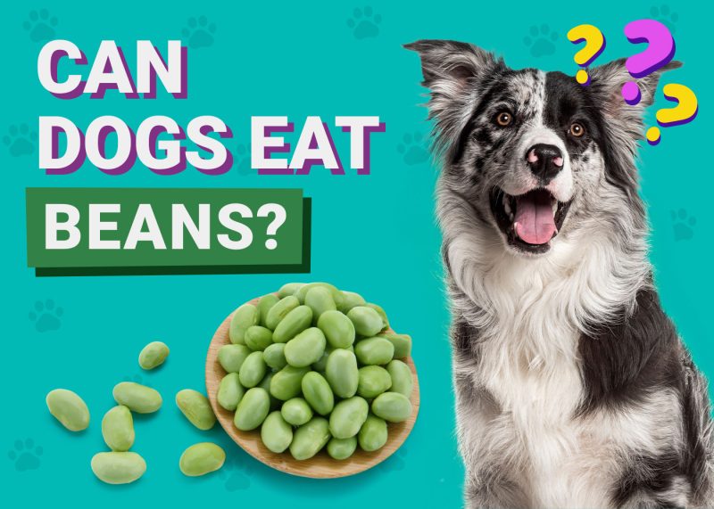 Can Dogs Eat_Beans